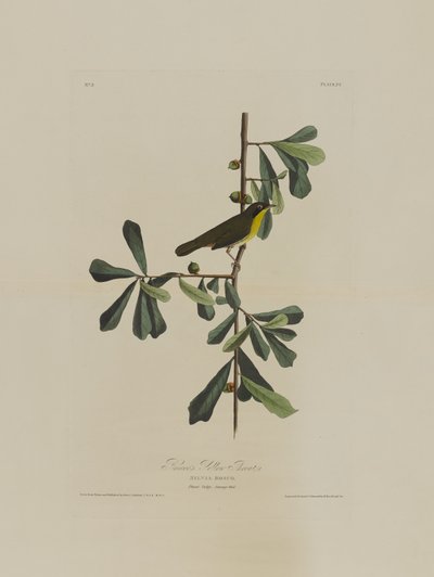 Roscoes Yellow Throat, od Birds of America, vyryl Robert Havell (1793-1878) od John James after Audubon