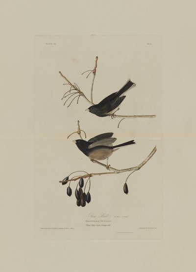 Snow Bird, z Birds of America, vyryl Robert Havell (1793-1878) od John James after Audubon