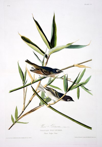 Solitary Flycatcher, od Birds of America, vyryl Robert Havell (1793-1878) od John James after Audubon