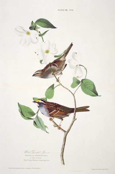 White Throated Sparrow, z Birds of America, vyryl Robert Havell (1793-1878) od John James after Audubon