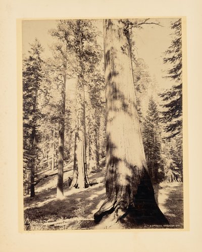 Velké stromy, Mariposa, Kalifornie od John K. Hillers