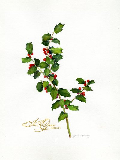 Holly botanická, 2013, (akvarel) od John Keeling