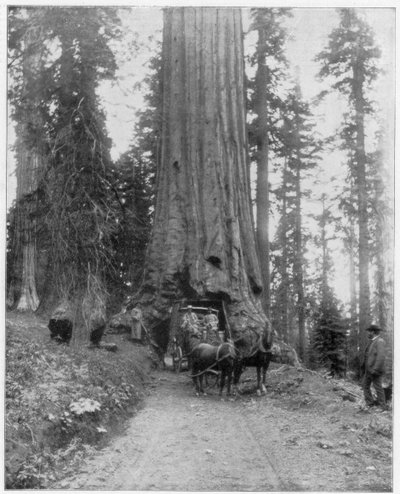 Silnice vedoucí přes Giant Sequoia, Mariposa Grove, Wawona, Kalifornie, konec 19. století od John L. Stoddard