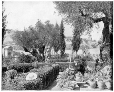Getsemanská zahrada, Palestina, konec 19. století. od John L. Stoddard