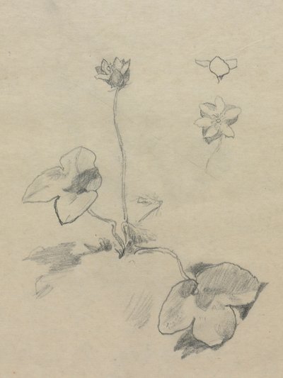 Anemone od John La Farge