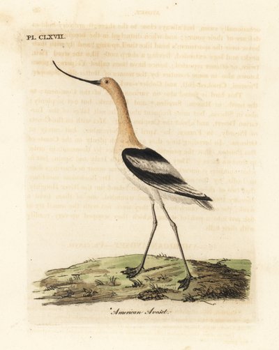 Americký avocet, Recurvirostra americana. Ručně kolorovaný mědirytin nakreslený a vyrytý Johnem Lathamem z jeho vlastní A General History of Birds, Winchester od John Latham