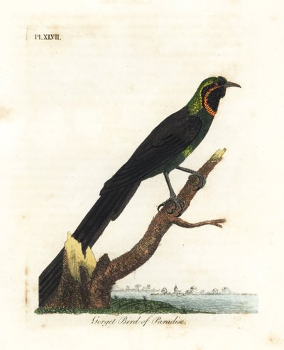 Arfak astrapia, Astrapia nigra (rajský pták, Paradisea gularis). Ručně kolorovaný mědirytin nakreslený a vyrytý Johnem Lathamem z jeho vlastní A General History of Birds, Winchester od John Latham
