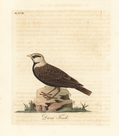 Skřivan popelavý, Ereopterix griseus (pěnkava duree, Emberiza gingica). Ručně kolorovaný mědirytin nakreslený a vyrytý Johnem Lathamem z jeho vlastní A General History of Birds, Winchester od John Latham