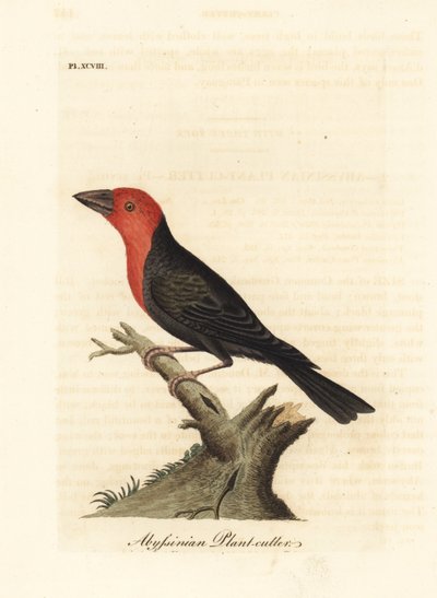 Barbet černozobý, Lybius guifsobalito (habešský řezač rostlin, Loxia tridactyla). Ručně kolorovaný mědirytin nakreslený a vyrytý Johnem Lathamem z jeho vlastní A General History of Birds, Winchester od John Latham
