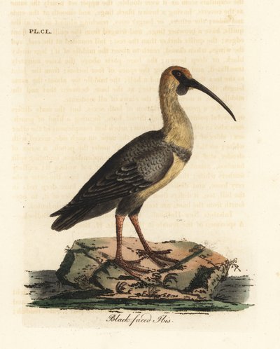 Ibis černolící, Theristicus melanopis (Tantalus melanops). Ručně kolorovaný mědirytin nakreslený a vyrytý Johnem Lathamem z jeho vlastní A General History of Birds, Winchester od John Latham