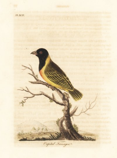 Snovač černohlavý, Ploceus melanocephalus capitalis (Tanager capitalis, Tanagra capitalis). Ručně kolorovaný mědirytin nakreslený a vyrytý Johnem Lathamem z jeho vlastní A General History of Birds, Winchester od John Latham