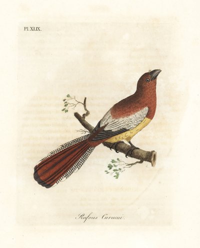 Trogon černohrdlý, Trogon rufus, samice (Rufous curucui, Trogon rufus). Zkopírováno z Martinetovy ilustrace Cayenne pro Buffona Coucou a queue rousse. Ručně kolorovaný mědiryt nakreslený a rytý Johnem Lathamem z jeho vlastní A General History of Bi od John Latham