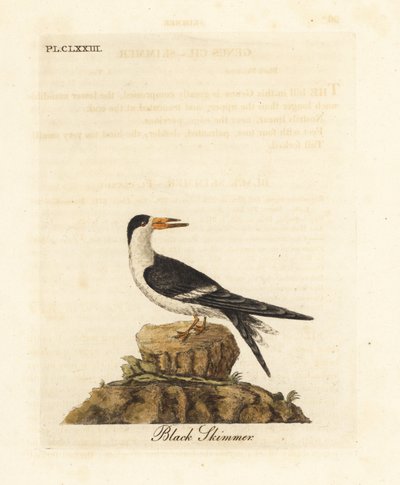 Černý skimmer, Rynchops niger (Rhynchops nigra). Ručně kolorovaný mědirytin nakreslený a vyrytý Johnem Lathamem z jeho vlastní A General History of Birds, Winchester od John Latham