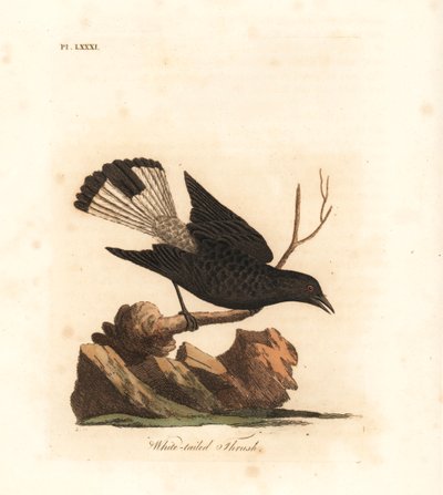 Černá pšenice, Oenanthe leucura (drozd běloocasý, Turdus leucurus). Ručně kolorovaný mědirytin nakreslený a vyrytý Johnem Lathamem z jeho vlastní A General History of Birds, Winchester od John Latham