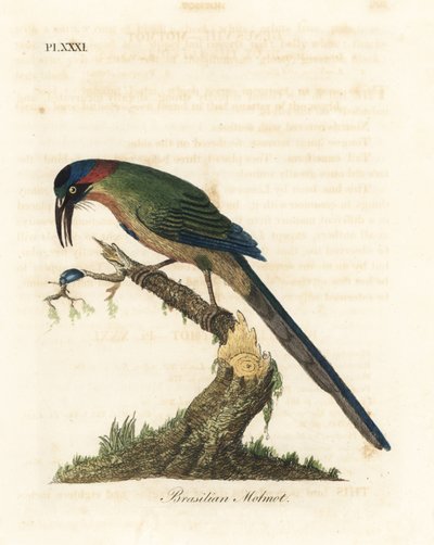 Momotus modrokorunný, Momotus momota (motmot brazilský, Momotus brasiliensis). Ručně kolorovaný mědirytin nakreslený a vyrytý Johnem Lathamem z jeho vlastní A General History of Birds, Winchester od John Latham