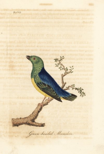 Chlorophonia cyanea (Manakin zelenohlavý, původem z Jižní Ameriky). Ručně kolorovaný mědirytin nakreslený a vyrytý Johnem Lathamem z jeho vlastní A General History of Birds, Winchester od John Latham