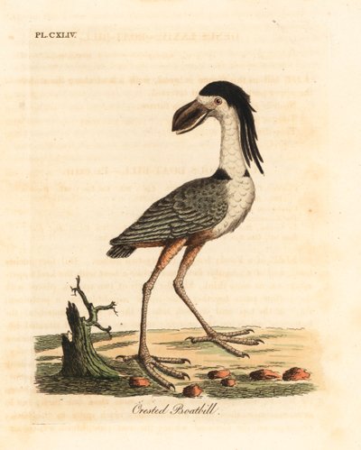 Volavka člunozobá, Cochlearius cochlearius (člun chocholatý nebo cinereous, Cancroma cochlearia). Ručně kolorovaný mědirytin nakreslený a vyrytý Johnem Lathamem z jeho vlastní A General History of Birds, Winchester od John Latham