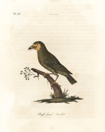 Barbet s hnědou hlavou, Megalaima zeylanica? (Buff-faced barbet, Bucco lathami). Z exempláře označeného Megalaima lathami v Britském muzeu. Ručně kolorovaný mědirytin nakreslený a vyrytý Johnem Lathamem z jeho vlastní A General History of Birds, Winchester od John Latham