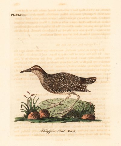 Buff-banded rail, Gallirallus philippensis (Filipine rail, Rallus philippensis). Ručně kolorovaný mědirytin nakreslený a vyrytý Johnem Lathamem z jeho vlastní A General History of Birds, Winchester od John Latham