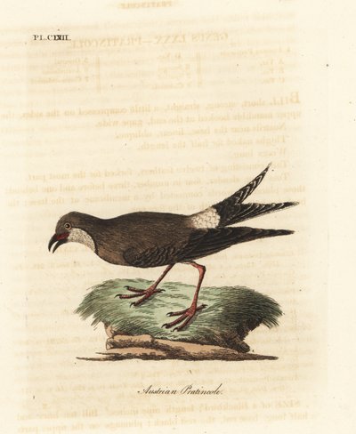 Pratincola obojková, Glareola pratincola (pratincola rakouská, Glareola austriaea). Ručně kolorovaný mědiryt nakreslený a rytý Johnem Lathamem z jeho vlastní A General History of Birds, Winchester od John Latham