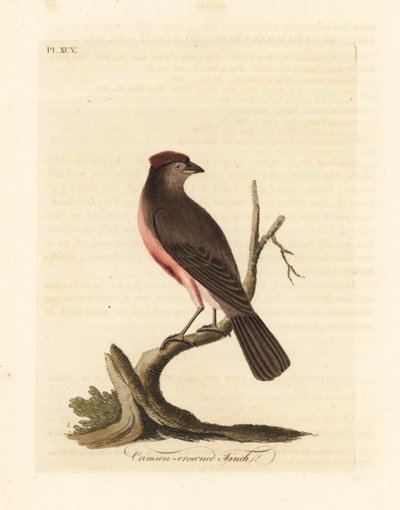 Červenka obecná, Carduelis flammea (pěnkava karmínová, Fringilla flammea). Ručně kolorovaný mědiryt nakreslený a rytý Johnem Lathamem z jeho vlastní A General History of Birds, Winchester od John Latham