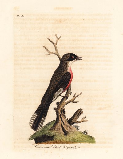 Lejsek karmínový, Muscicapa coccinigastra. Neznámý druh ptáka zkopírovaný z ilustrace od Port Jackson Painter. Ručně kolorovaný mědirytin nakreslený a vyrytý Johnem Lathamem z jeho vlastní A General History of Birds, Winchester od John Latham