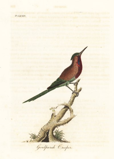 Slunečnice karmínová, Aethopyga siparaja seheriae (liána Goulpourah). Ručně kolorovaný mědiryt nakreslený a rytý Johnem Lathamem z jeho vlastní A General History of Birds, Winchester od John Latham