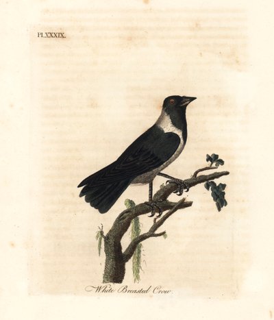 Kavka daurská, Corvus dauuricus (Vrána běloprsá, Corvus dauricus). Ručně kolorovaný mědirytin nakreslený a vyrytý Johnem Lathamem z jeho vlastní A General History of Birds, Winchester od John Latham