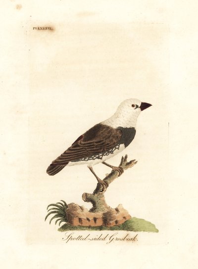 Ohnivák diamantový, Stagonopleura guttata (groš tečkovaný, Fringilla leucocephala). Ručně kolorovaný mědirytin nakreslený a vyrytý Johnem Lathamem z jeho vlastní A General History of Birds, Winchester od John Latham