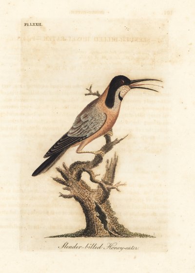 Páteř východní, Acanthorhynchus tenuirostris (medojed štíhlozobý, Certhia tenuirostris). Austrálie. Ručně kolorovaný mědiryt nakreslený a rytý Johnem Lathamem z jeho vlastní A General History of Birds, Winchester od John Latham