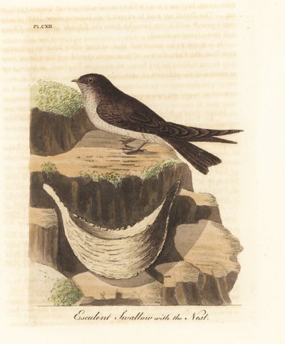 Jedlé hnízdo tobolka, Aerodramus fuciphagus a hnízdo ze slin, používané v polévce z ptačích hnízd. (Eskulentní vlaštovka, Hirundo esculenta.) Ručně kolorovaný mědiryt nakreslený a vyrytý Johnem Lathamem z jeho vlastní A General History of Birds, Winchester od John Latham