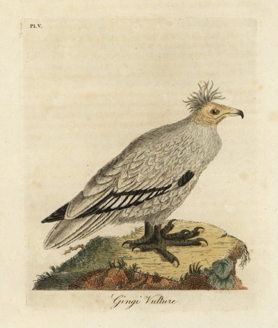 Sup egyptský, Neophron percnopterus ginginianus.1824 (rytina) od John Latham
