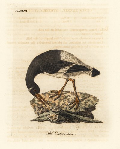 Ústřičník říční, Haematopus ostralegus. Ručně kolorovaný mědirytin nakreslený a vyrytý Johnem Lathamem z jeho vlastní A General History of Birds, Winchester od John Latham