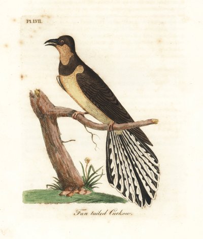 Kukačka vějířovitá, Cacomantis flabelliformis (kukačka vějířovitá, Cuculus flabelliformis). Ručně kolorovaný mědirytin nakreslený a vyrytý Johnem Lathamem z jeho vlastní A General History of Birds, Winchester od John Latham