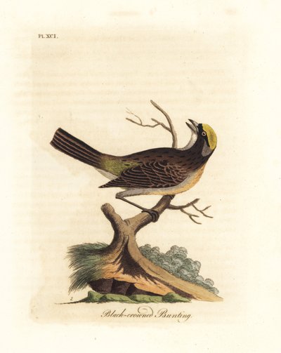 Vrabec zlatokostý, Zonotrichia atricapilla (Strnad černotemenný, Emberiza atricapilla). Ručně kolorovaný mědirytin nakreslený a vyrytý Johnem Lathamem z jeho vlastní A General History of Birds, Winchester od John Latham