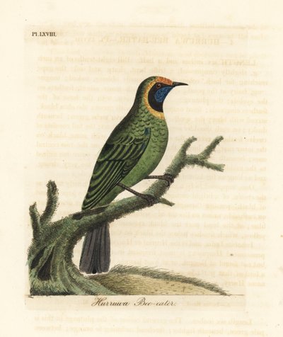 Listovec zlatočelý, Chloropsis aurifrons. (Hurruwa včelojed, Indie.) Ručně kolorovaný mědirytin nakreslený a vyrytý Johnem Lathamem z jeho vlastní A General History of Birds, Winchester od John Latham