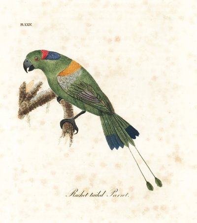 Raketa zlatoplášťová, Prioniturus platurus (papoušek chocholatý). Ručně kolorovaný mědirytin nakreslený a vyrytý Johnem Lathamem z jeho vlastní A General History of Birds, Winchester od John Latham