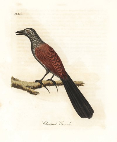 Bažant velký nebo vraný, Centropus sinensis (kukal kaštanový). Ručně kolorovaný mědirytin nakreslený a vyrytý Johnem Lathamem z jeho vlastní A General History of Birds, Winchester od John Latham