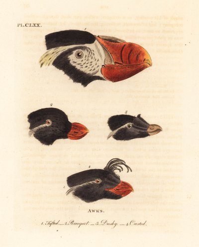 Hlavy papuchalka chocholatého, Fratercula cirrhata 1, auklet andulka, Aethia psittacula 2, a auklet chocholatý, Aethia cristatella 3,4. (Tufted awk, Alca cirrhata 1, Parrot awk, Alca psittacula 2, Dusky awk, Alca tetracula 3 a Crested awk, Alca cristatella od John Latham