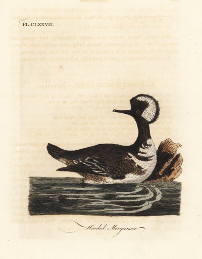 Mořák kapucínský, Lophodytes cucullatus (Mergus cucullatus). Ručně kolorovaný mědirytin nakreslený a vyrytý Johnem Lathamem z jeho vlastní A General History of Birds, Winchester od John Latham