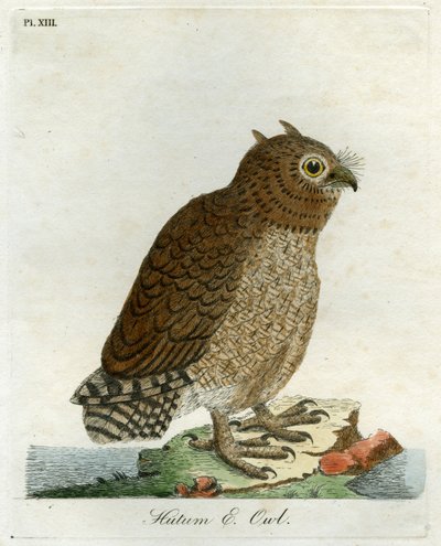 Hutum Owl, 1821 (ručně kolorovaná rytina) od John Latham