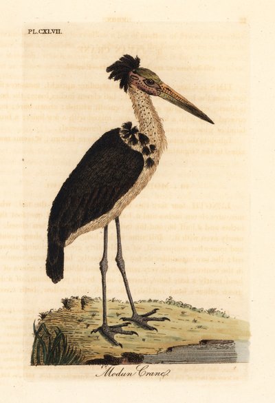 Menší pobočník, Leptoptilos javanicus. Zranitelný. (Modun skull.) Ručně kolorovaný mědirytin nakreslený a vyrytý Johnem Lathamem z jeho vlastní A General History of Birds, Winchester od John Latham