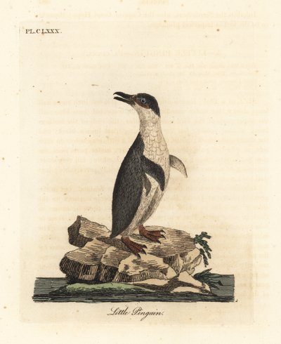 Tučňák malý, Eudyptula minor nebo tučňák běloploutvý, Eudyptula minor albosignata (Aptenodytes minor). Ručně kolorovaný mědiryt nakreslený a rytý Johnem Lathamem z jeho vlastní A General History of Birds, Winchester od John Latham