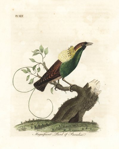 Ráj velkolepý, Diphyllodes magnificus (Paradisea magnifica). Ručně kolorovaný mědirytin nakreslený a vyrytý Johnem Lathamem z jeho vlastní A General History of Birds, Winchester od John Latham
