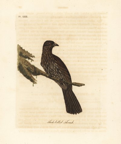 Nový Zéland jižní ostrov piopio, Turnagra capensis. Vyhynulý. (Drozd tlustozobý, Turdus crassirostris.) Ručně kolorovaný mědiryt nakreslený a vyrytý Johnem Lathamem z jeho vlastní A General History of Birds, Winchester od John Latham
