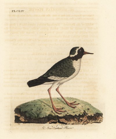 Kulík novozélandský, Charadrius obskurní (Charadrius novae Zealandiae). Ohrožený. Ručně kolorovaný mědirytin nakreslený a vyrytý Johnem Lathamem z jeho vlastní A General History of Birds, Winchester od John Latham