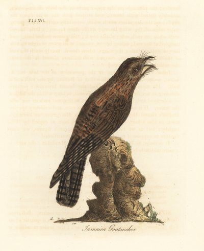Potoo severní, Nyctibius jamaicensis (kozlík jamajský, Caprimulgus jamaicensis). Ručně kolorovaný mědirytin nakreslený a vyrytý Johnem Lathamem z jeho vlastní A General History of Birds, Winchester od John Latham
