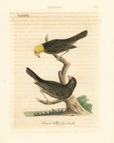 Nebo Psittirostra psittacea, samec (nahoře) a samice. Kriticky ohrožený, možná vyhynulý. (Papoušek zobák, Loxia psittacea). Ručně kolorovaný mědirytin nakreslený a vyrytý Johnem Lathamem z jeho vlastní A General History of Birds, Winchester od John Latham