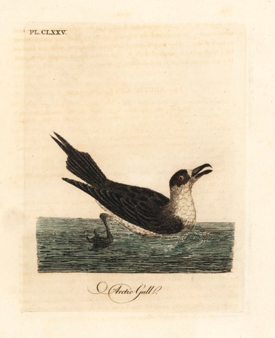 Parazitický jaeger, arktický skua nebo parazitický skua, Stercorarius parasiticus (Racek polární, Larus parasiticus). Ručně kolorovaný mědirytin nakreslený a vyrytý Johnem Lathamem z jeho vlastní A General History of Birds, Winchester od John Latham
