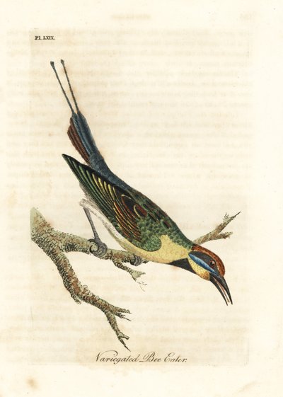 Vlha duhová, Merops ornatus (Včela pestrá). Austrálie. Ručně kolorovaný mědiryt nakreslený a rytý Johnem Lathamem z jeho vlastní A General History of Birds, Winchester od John Latham
